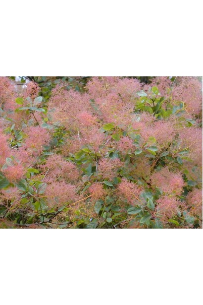 Посадка та догляд за скумпією Magical Torch 